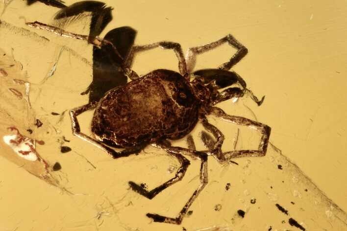 Fossil Velvet Mite (Trombidiidae) In Baltic Amber #273355